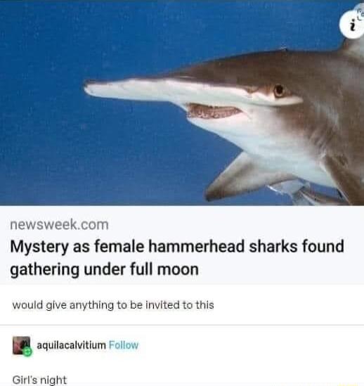 ne okcom Mystery as female hammerhead sharks found gathering under full moon would give anything to be Invited to this B scutscanitiom o Girls night