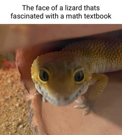 The face of a lizard thats fascinated with a math textbook