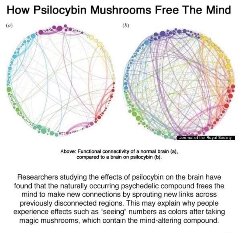 How Psilocybin Mushrooms Free The Mind sotes Researchers studying the effects of psilocybin on the brain have found that the naturally occurring psychedelic compound frees the mind to make new connections by sprouting new links across previously disconnected regions This may explain why people experience effects such as seeing numbers as colors after taking magic mushrooms which contain the mind a