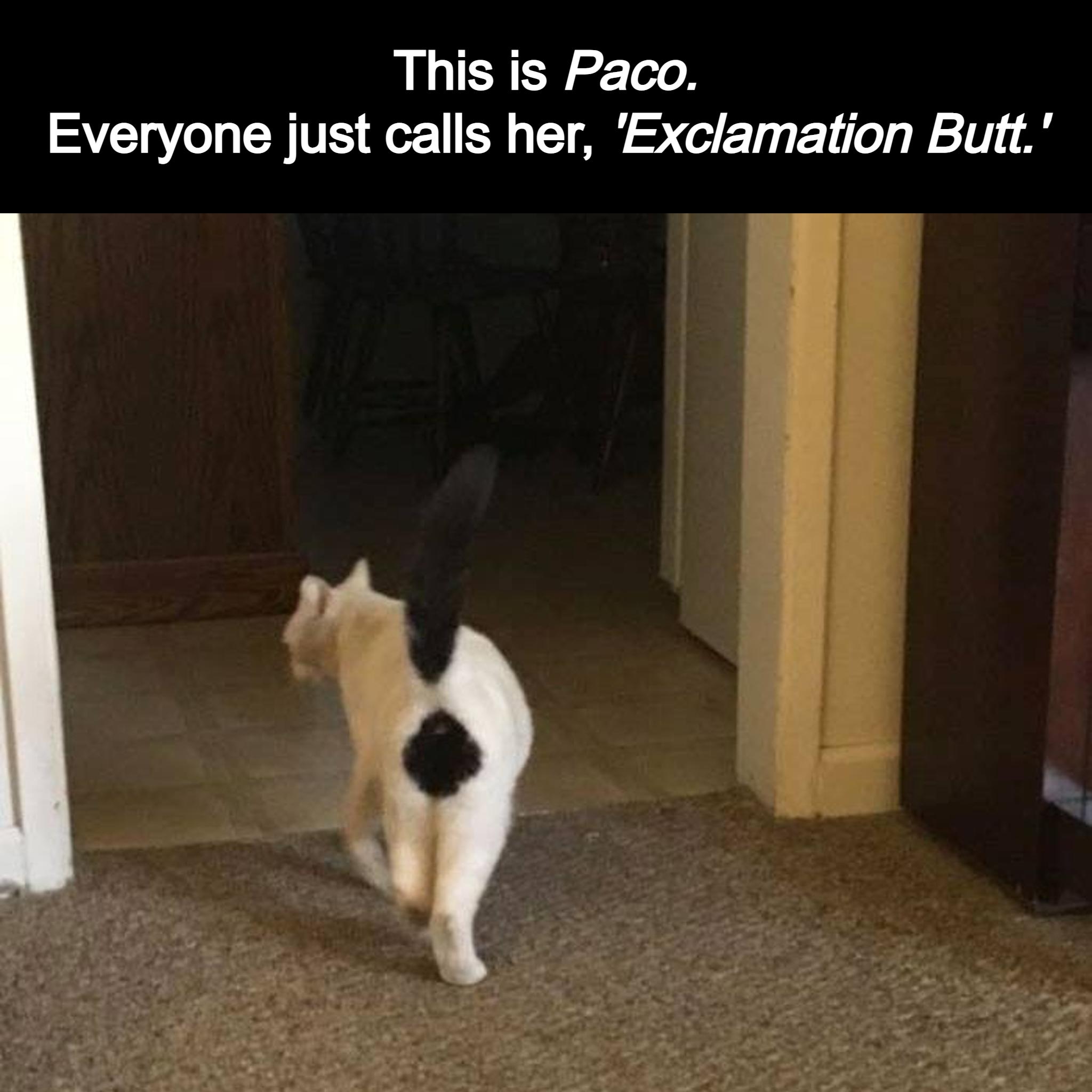 This is Paco Everyone just calls her Exclamation Butt