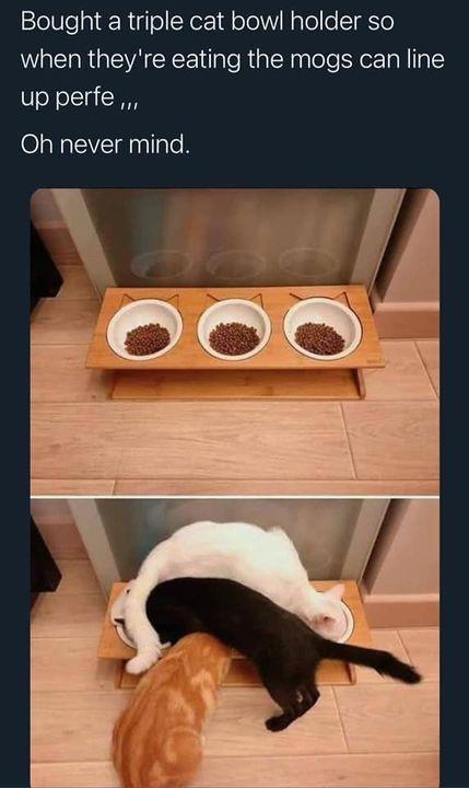 Bought a triple cat bow holder so AR EVA ilaleRiplagleleHe TN I1g1 up perfe Oh never mind