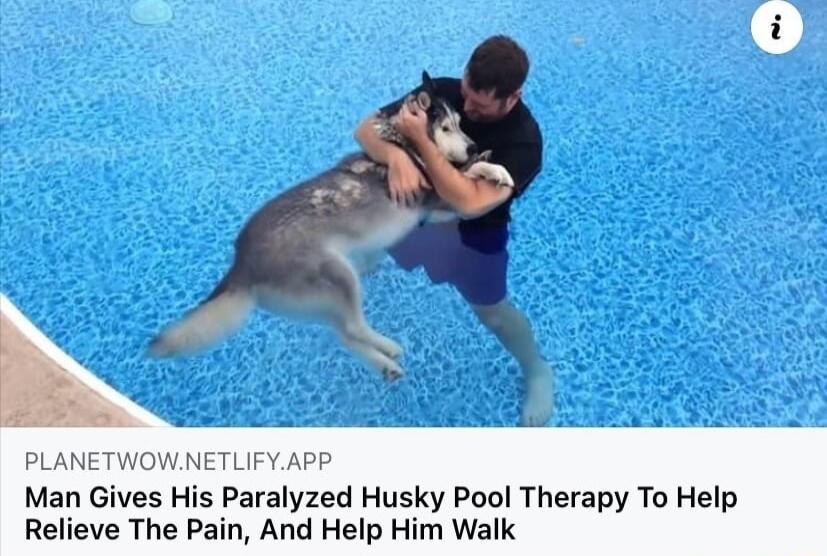 PLANETWOWNETLIFYAPP Man Gives His Paralyzed Husky Pool Therapy To Help Relieve The Pain And Help Him Walk