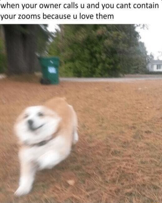 when your owner calls u and you cant contain your zooms because u love them