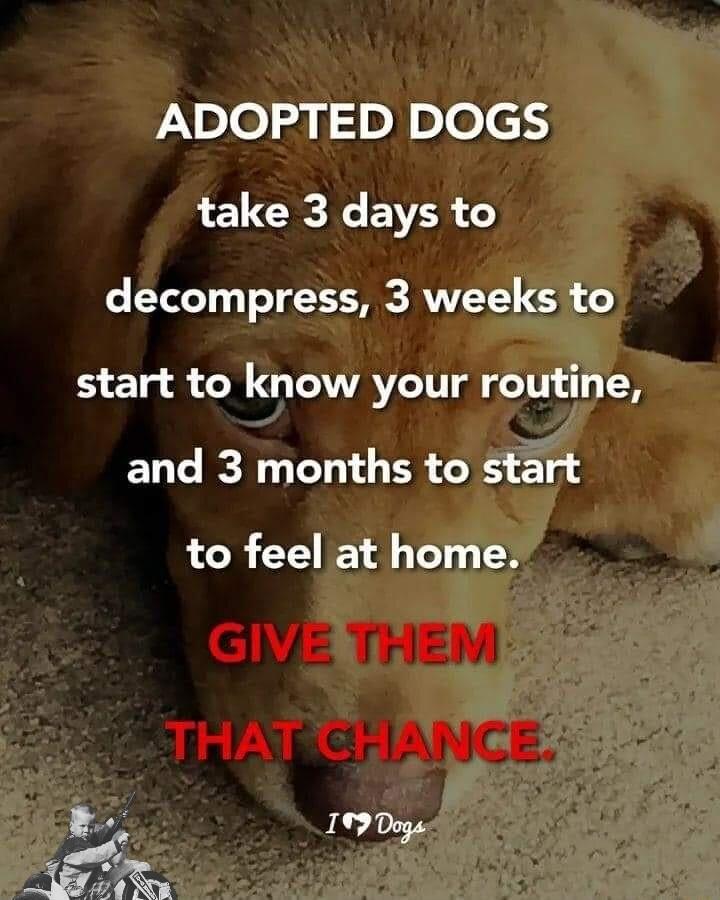 ADOPTED DOGS take 3 days to decompress 3 weeks to start to know your routine and 3 months to start to feel at home 25 199 Dogar
