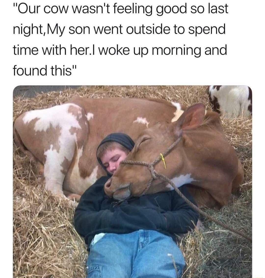 ur cow wasnt feeling good so last nightMy son went outside to spend time with herl woke up morning and found this