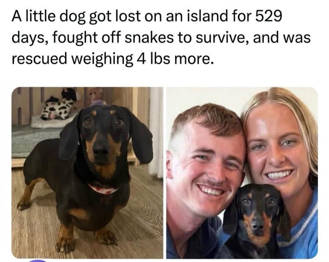 A little dog got lost on an island for 529 days, fought off snakes to survive, and was rescued weighing 4 lbs more.