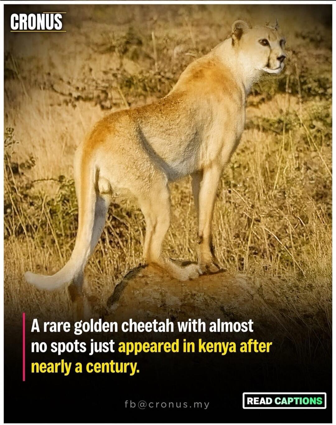 A rare golden cheetah with almost no spots just appeared in kenya after nearly a century.