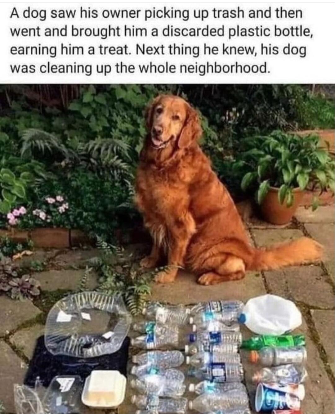 A dog saw his owner picking up trash and then went and brought him a discarded plastic bottle earning him a treat Next thing he knew his dog was cleaning up the whole neighborhood