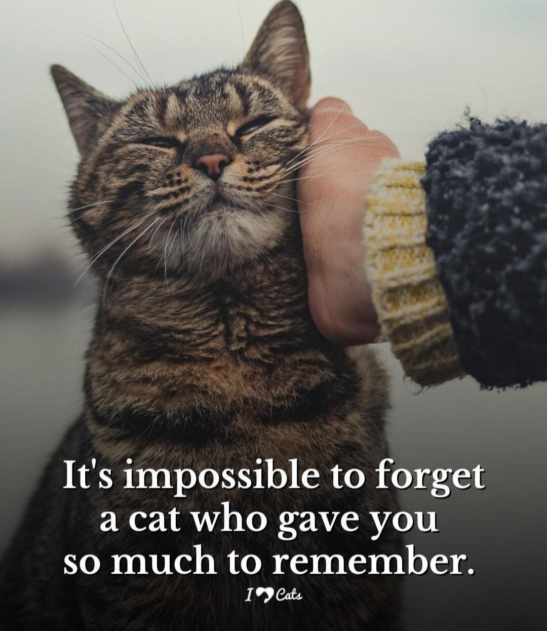 It's impossible to forget a cat who gave you so much to remember.