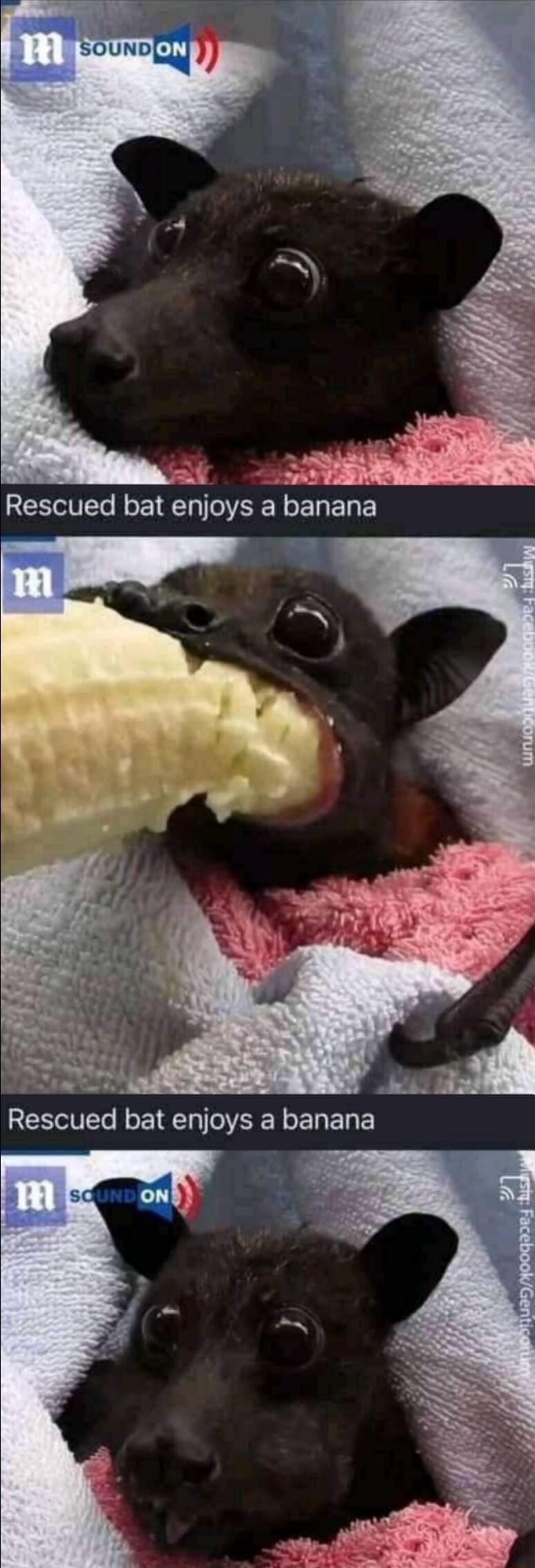 Al Ry Rescued bat enjoys a banana