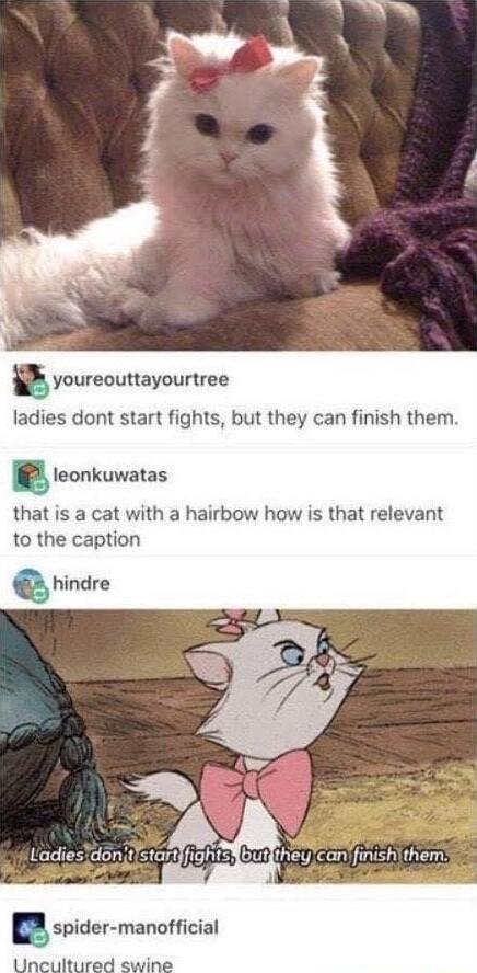 g youreouttayourtree ladies dont start fights but they can finish them 5 leonkuwatas that is a cat with a hairbow how is that relevant to the caption hindre