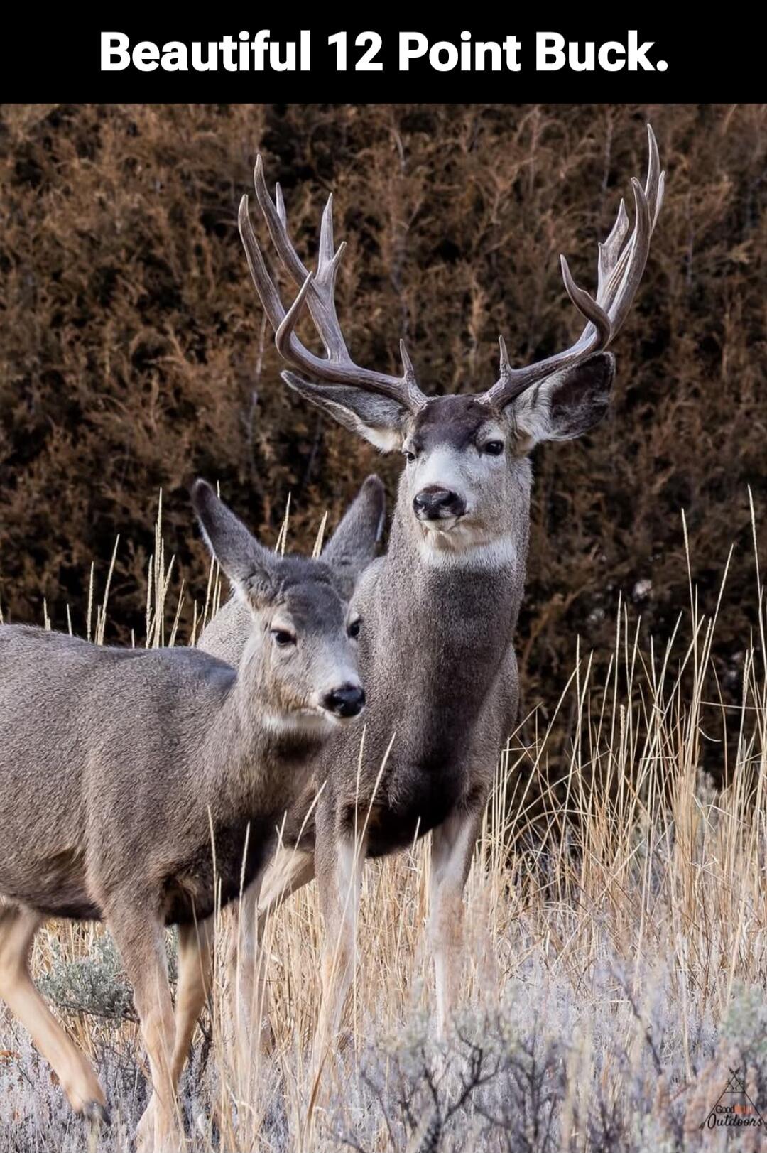 Beautiful 12 Point Buck.