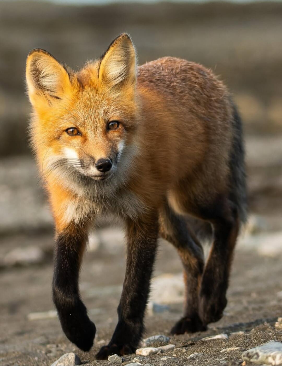 Red fox walking
