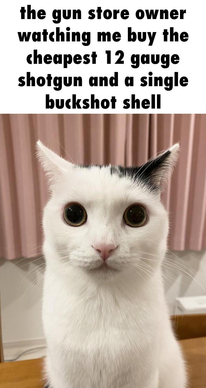 the gun store own watching me buy th cheapest 12 gaug shotgun and a singl tgu sin buckshot shell L