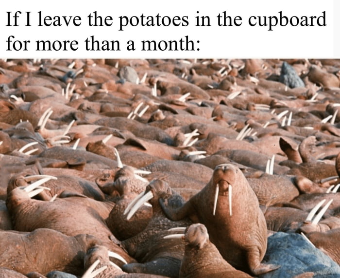 If I leave the potatoes in the cupboard