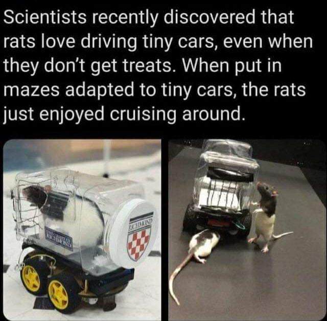 Scientists recently discovered that rats love driving tiny cars even when they dont get treats When put in INEVAEToE ol e R R 0 AT SR 1 just enjoyed cruising around