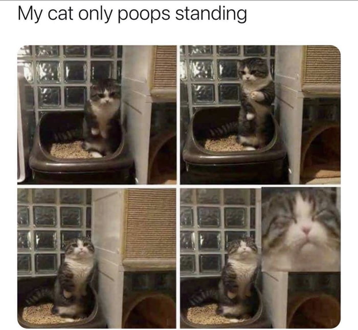 My cat only poops standing