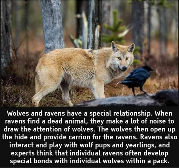 VAIVESET T WA B EVSE R LY EI N G ELT T S T T T EVEUER T N CEG IET T ET R TS ELEER T SO L LIRS O draw the attention of wolves The wolves then open up the hide and provide carrion for the ravens Ravens also interact and play with wolf pups and yearlings and SGEER T LS ELAT T T TE W EZEY B GG A special bonds with individual wolves within a pack