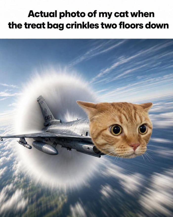 Actual photo of my cat when the treat bag crinkles two floors down
