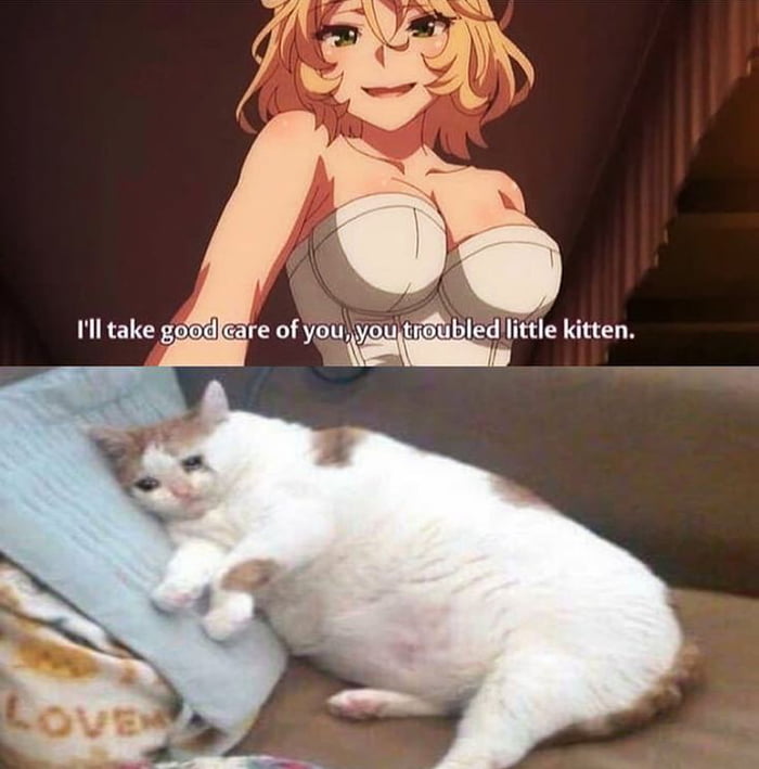 youtioubledllittle kitten