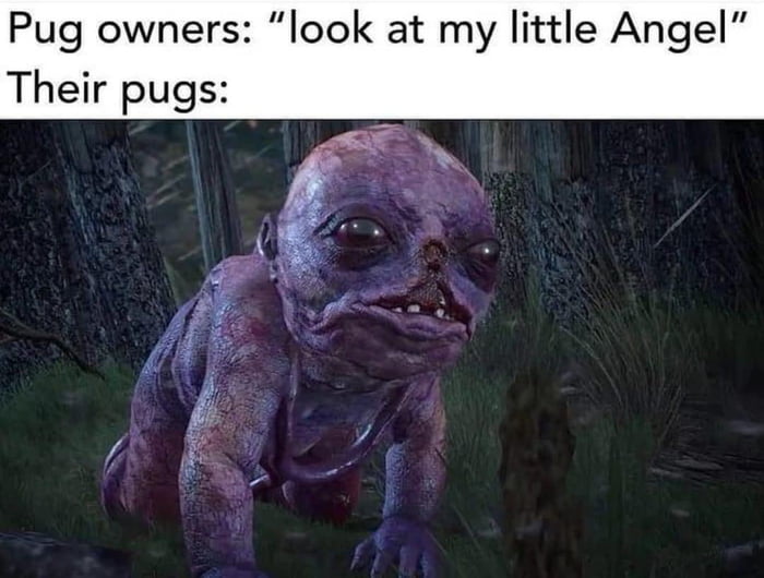 Ill Pug owners look at my little Ange Their pugs
