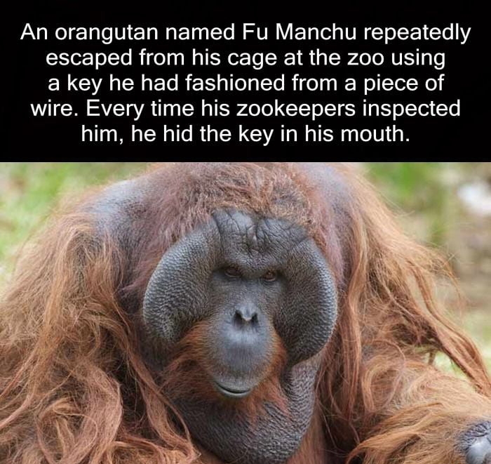 An orangutan named Fu Manchu repeatedly escaped from his cage at the zoo using EL G AR ER gl lola Yo Riel o WollTelWo wire Every time his zookeepers inspected him he hid the key in his mouth