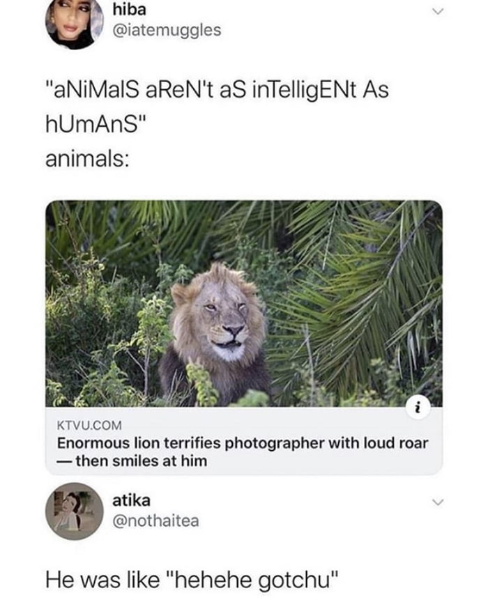 hiba iatemuggles aNiMalS aReNt aS inTelligENt As hUmAnS animals KTVUCOM Enormous lion terrifies photographer with loud roar then smiles at him atika nothaitea He was like hehehe gotchu