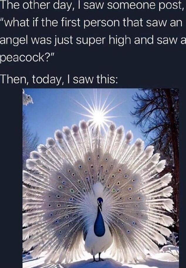 laCReltalSgo eV IS VIS Tl p g STolg SR oJo what if the first person that saw an angel was just super high and saw a peacock Then today saw this A