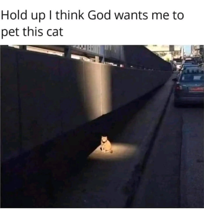 Hold up think God wants me to pet this cat
