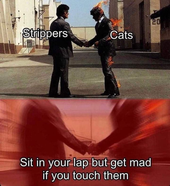 Sitin your lap but get mad if you touch them