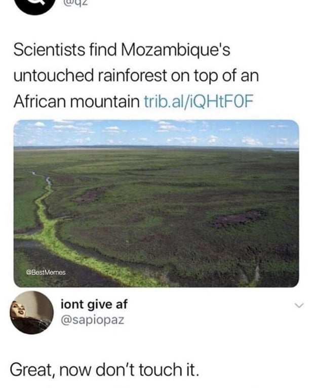Scientists find Mozambiques untouched rainforest on top of an African mountain tribaliQHtFOF iont give af sapiopaz Great now dont touch it