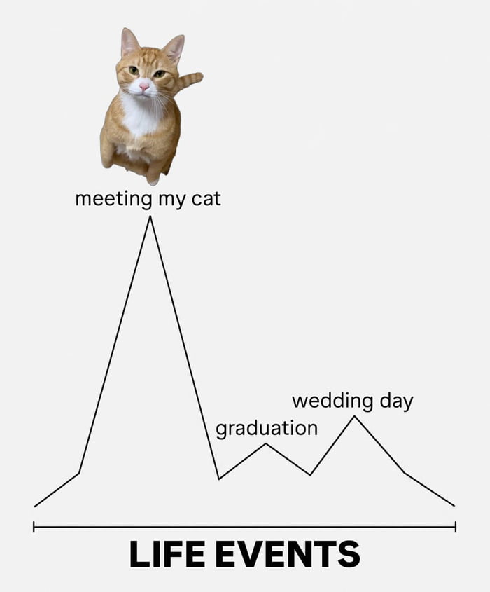meeting my cat graduation wedding day LIFE EVENTS