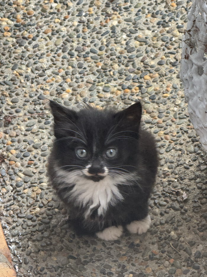 Picture of a fluffy black and white kitten with blue eyes sitting on a pebble pathway.
