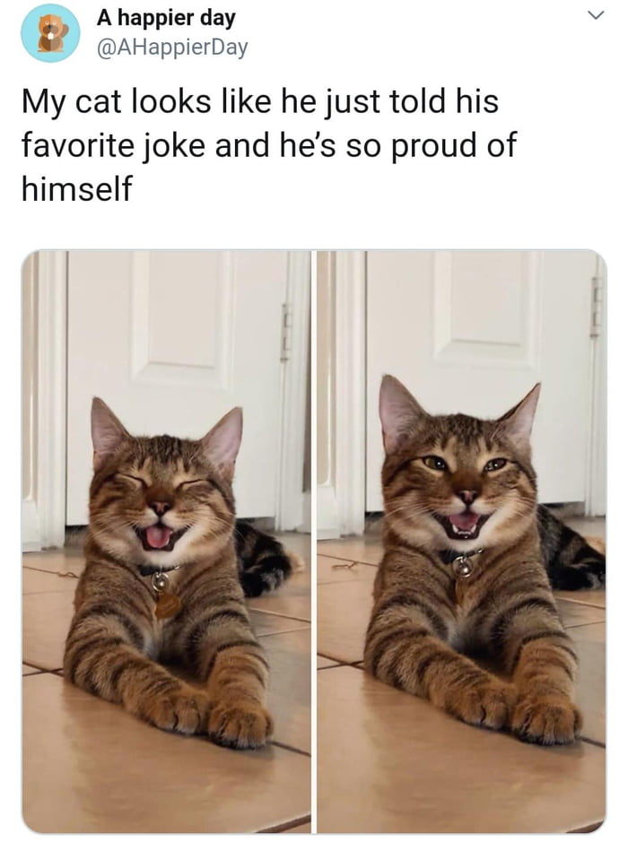 A happier day AHappierDay My cat looks like he just told his favorite joke and hes so proud of himself