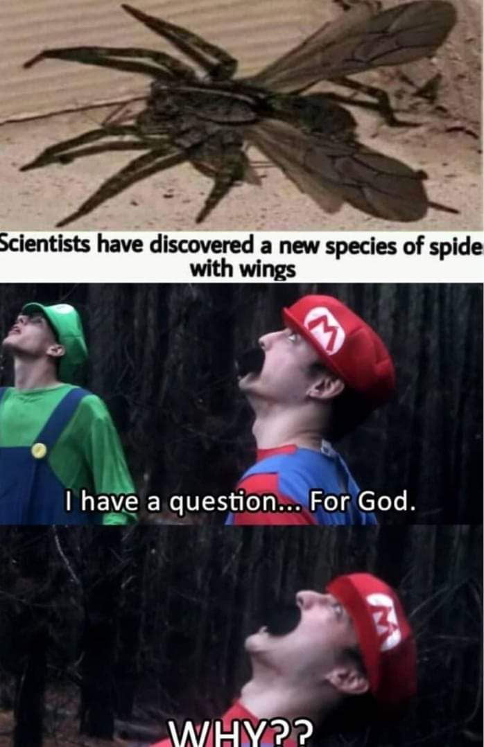 Scientists have discovered a new species of spide with wings