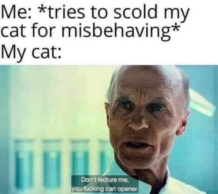 Me tries to scold my cat for misbehaving My cat