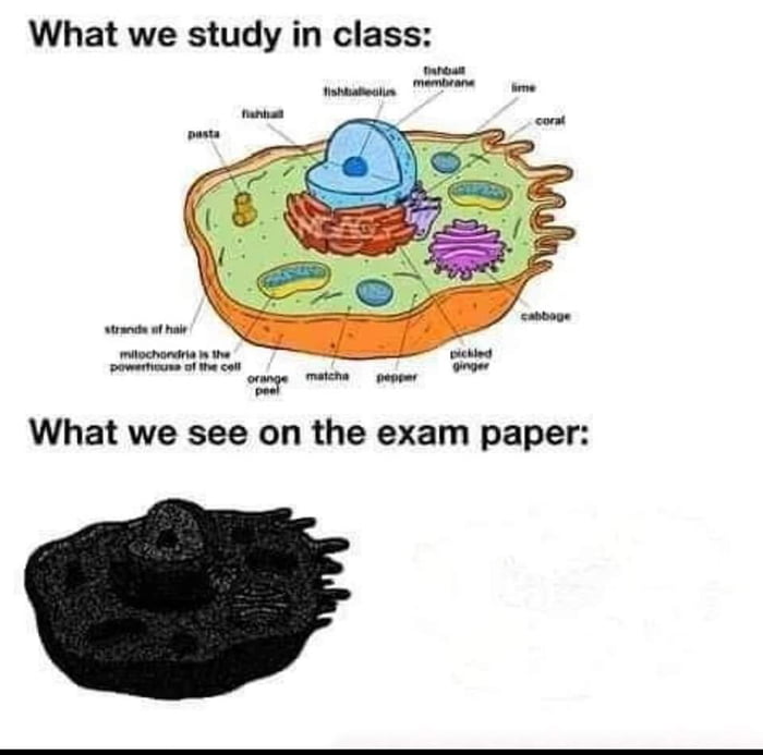 What we study in class oty What we see on the exam paper