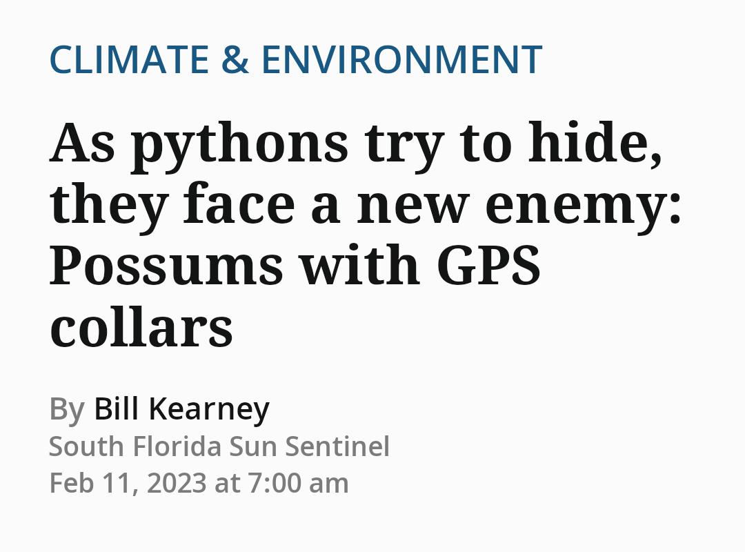 CLIMATE ENVIRONMENT As pythons try to hide they face a new enemy Possums with GPS collars By Bill Kearney South Florida Sun Sentinel Feb 11 2023 at 700 am