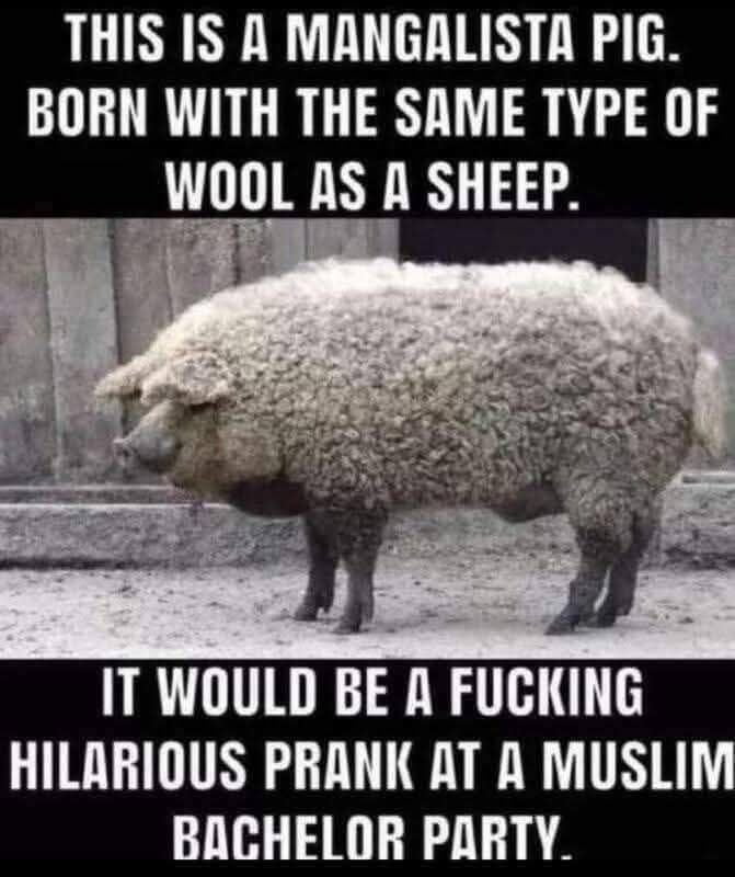 This is a Mangalista pig. Born with the same type of wool as a sheep. It would be a fucking hilarious prank at a Muslim bachelor party.