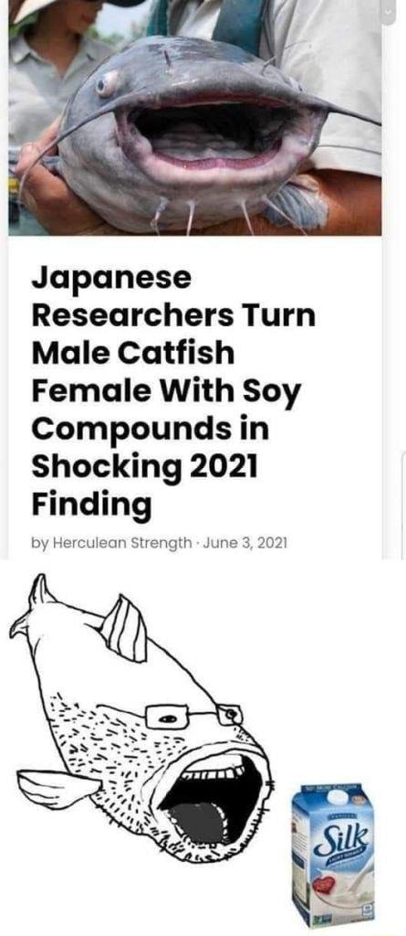 Japanese Researchers Turn Male Catfish Female With Soy Compounds in Shocking 2021 Flndlng by He