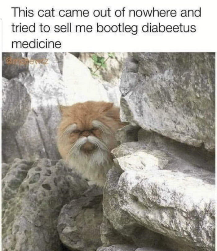 This cat came out of nowhere and tried to sell me bootleg diabeetus medicine Y