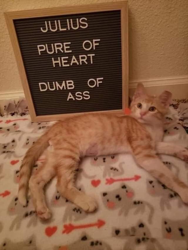 JULIUS PURE OF HEART DUMB OF ASS