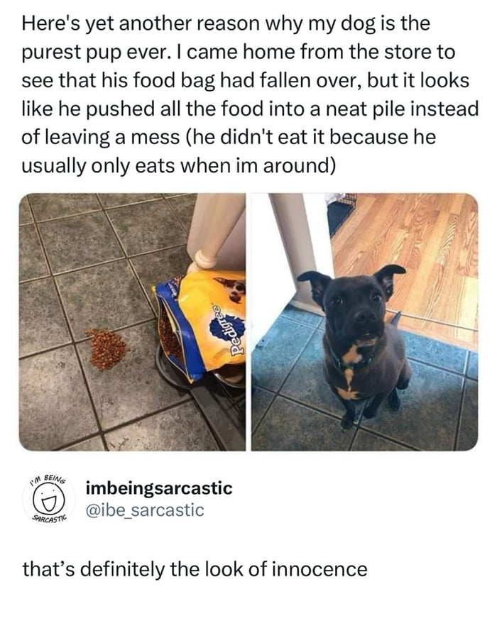 Here's yet another reason why my dog is the purest pup ever. I came home from the store to see that his food bag had fallen over, but it looks like he pushed all the food into a neat pile instead of leaving a mess (he didn't eat it because he usually only eats when I'm around). That's definitely the look of innocence.