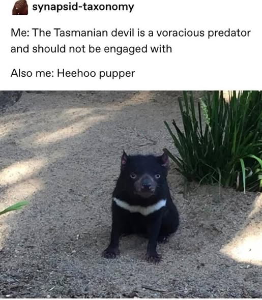 Me: The Tasmanian devil is a voracious predator and should not be engaged with Also me: Heehoo pupper