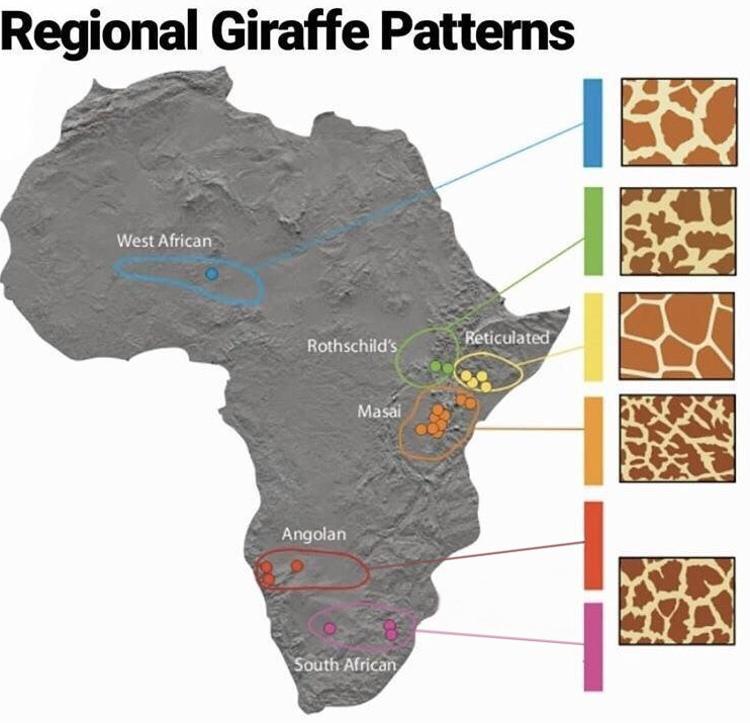 Regional Giraffe Patterns