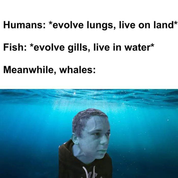 Humans evolve lungs live on land Fish evolve gills live in water Meanwhile whales