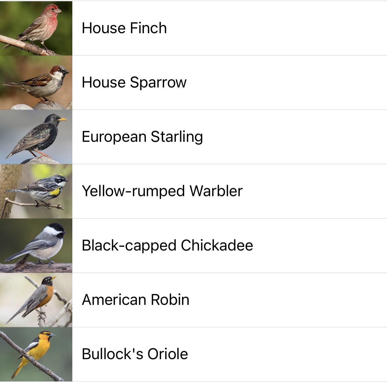 House Finch House Sparrow European Starling Yellow rumped Warbler Black capped Chickadee American Robin Bullocks Oriole