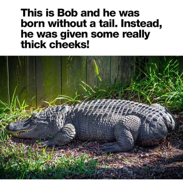 This is Bob and he was born without a tail Instead he was given some really thick cheeks