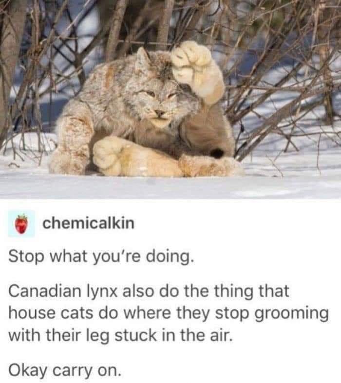 chemicalkin Stop what youre doing Canadian lynx also do the thing that house cats do where they stop grooming with their leg stuck in the air Okay carry on