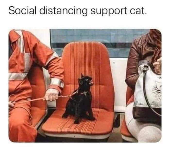 Social distancing support cat